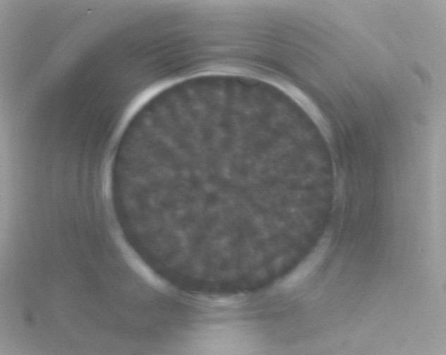 X0000115040862200911231131