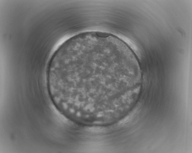 X0000115040998200911231129