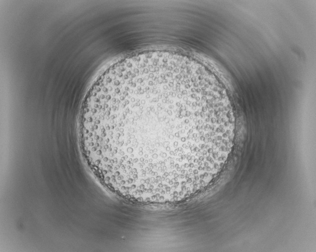 X0000115040906200912071107