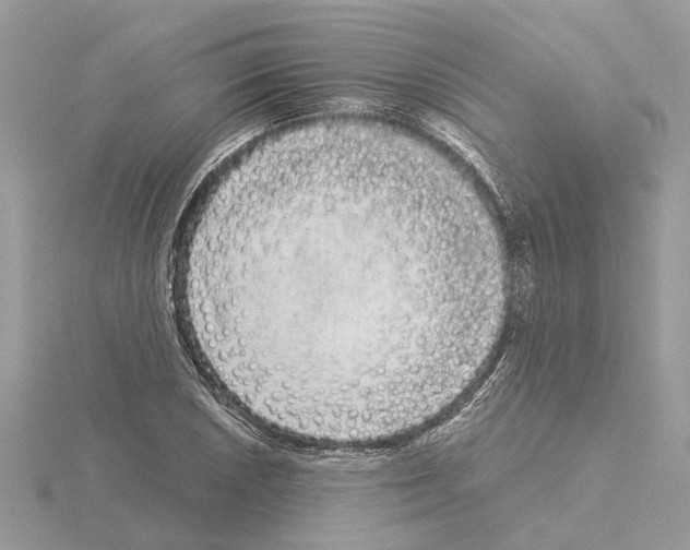 X0000115041026200912071105