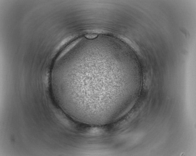 X0000115060111200911091454