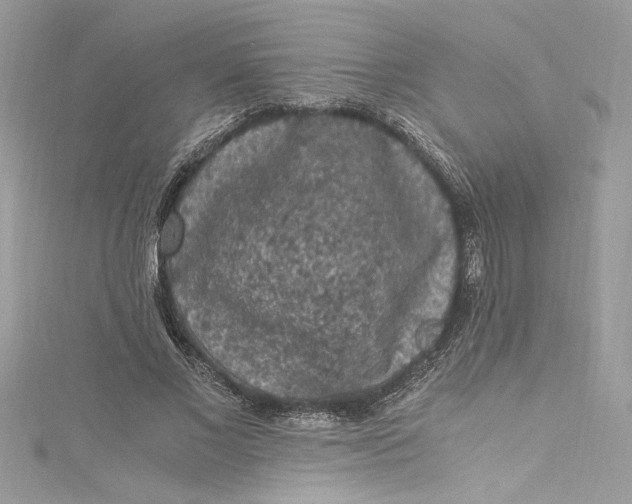 X0000115060685200911161609