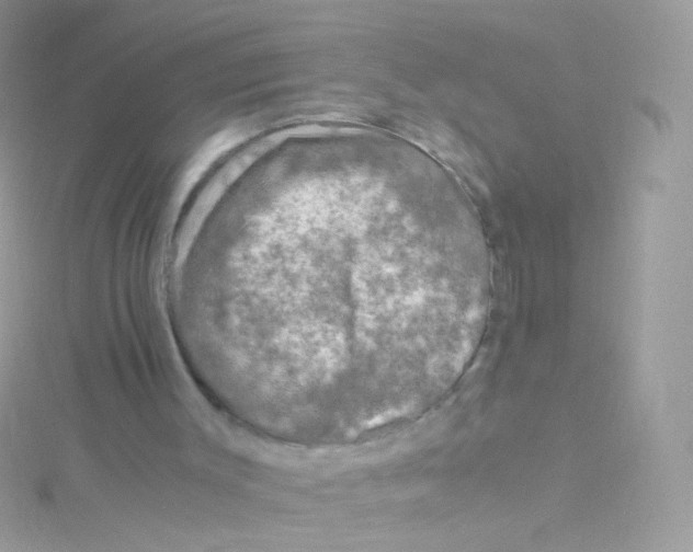 X0000115060003200911231224