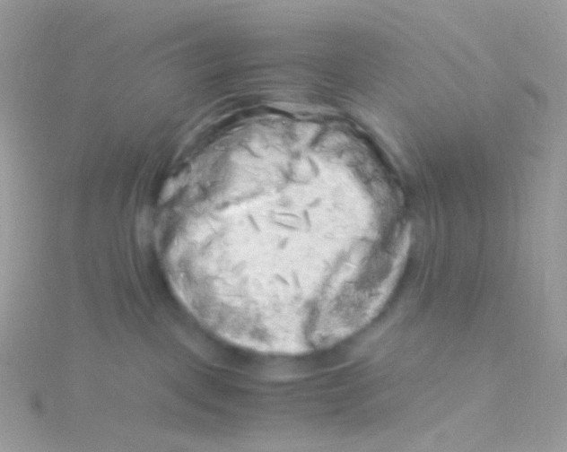 X0000115060093200911231224