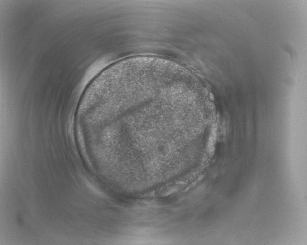 X0000115060099200911231223