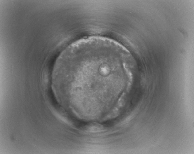 X0000115060215200911231222