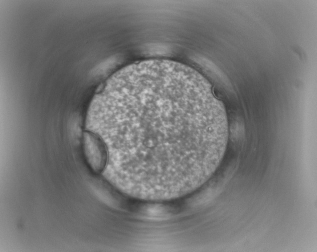 X0000115060264200911231221