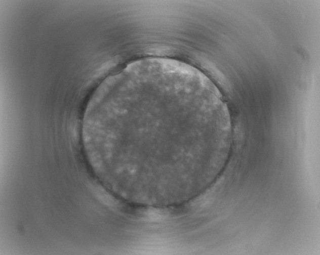 X0000115060305200911231221