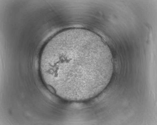 X0000115060350200911231219