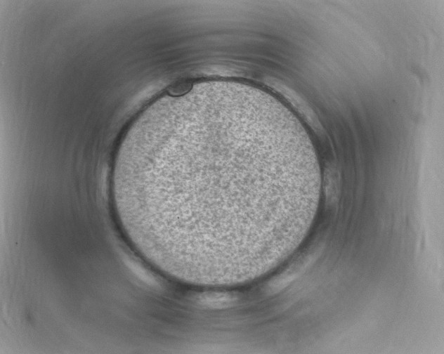 X0000115060445200911231218