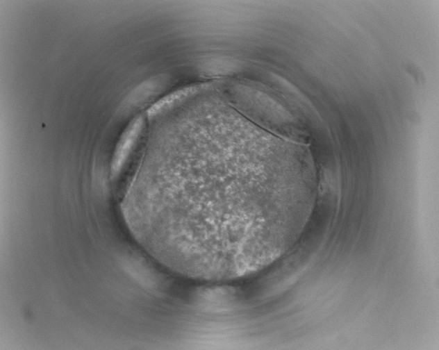 X0000115060452200911231218