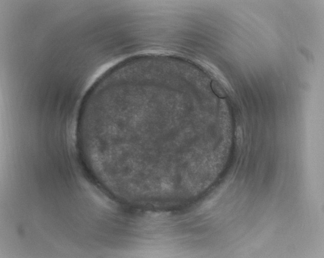 X0000115060484200911231218