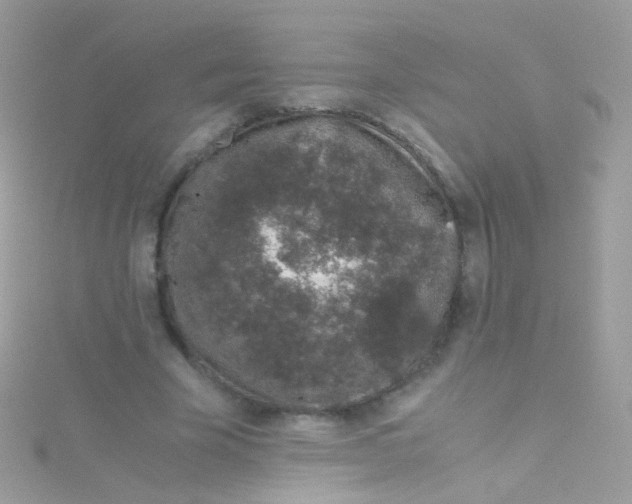 X0000115060585200911231216