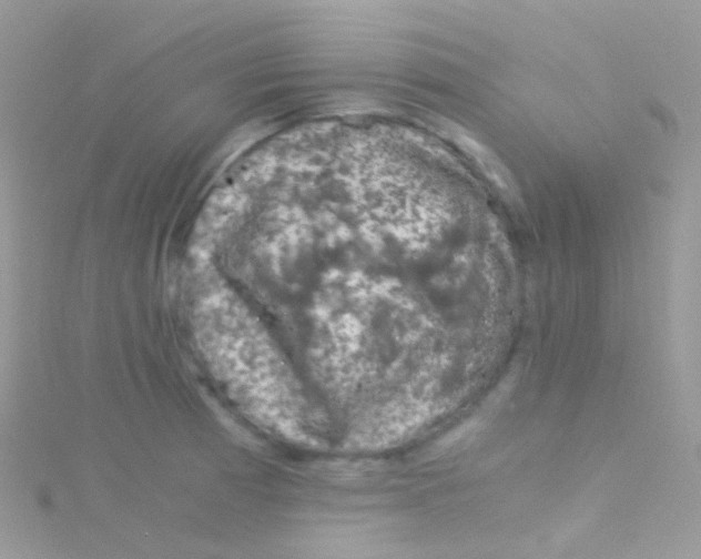 X0000115061185200911231208