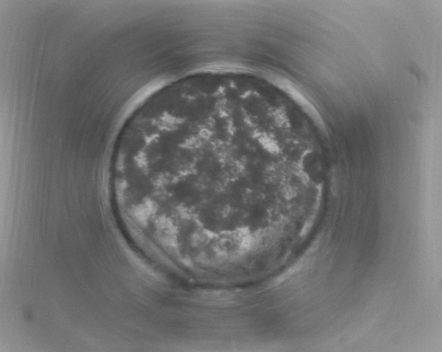 X0000115061229200911231208