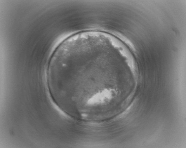 X0000115061239200911231208