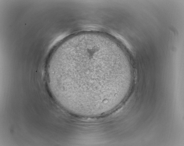 X0000115061261200911231207