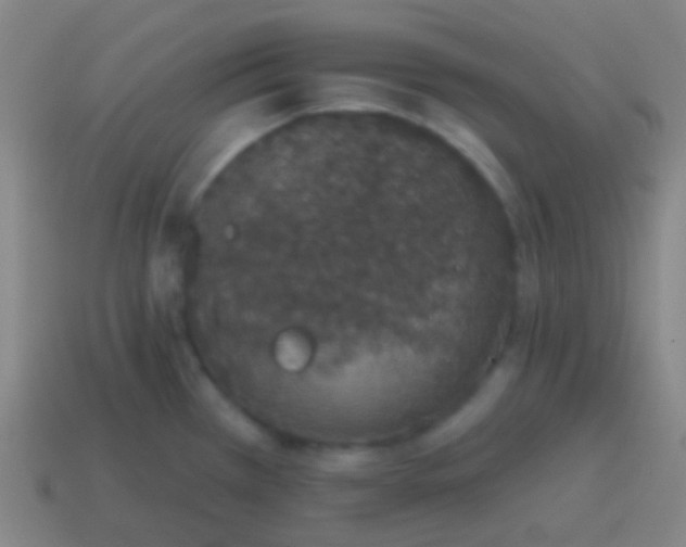 X0000115071385200911101254