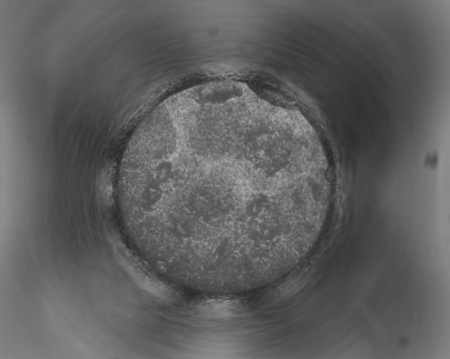 X0000115070065200912081157