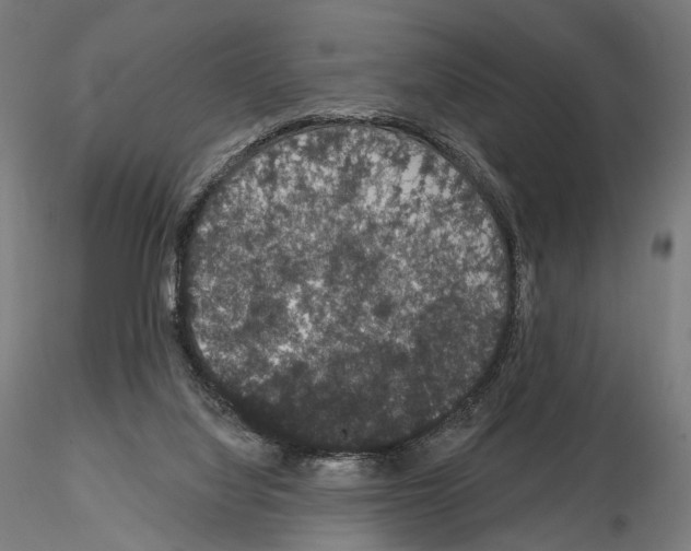 X0000115070068200912081157