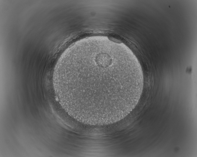 X0000115070264200912081155