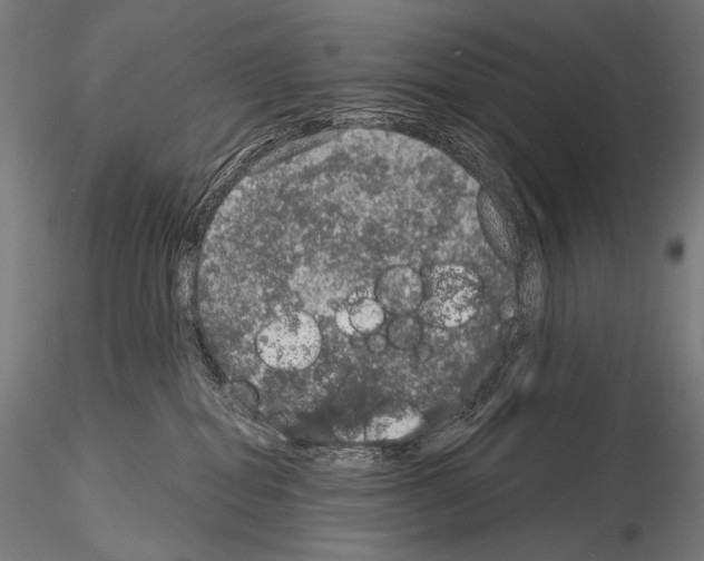 X0000115070282200912081155