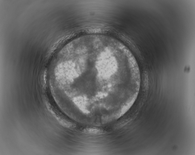 X0000115070590200912081150