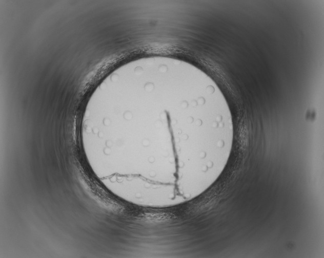 X0000115070686200912081148