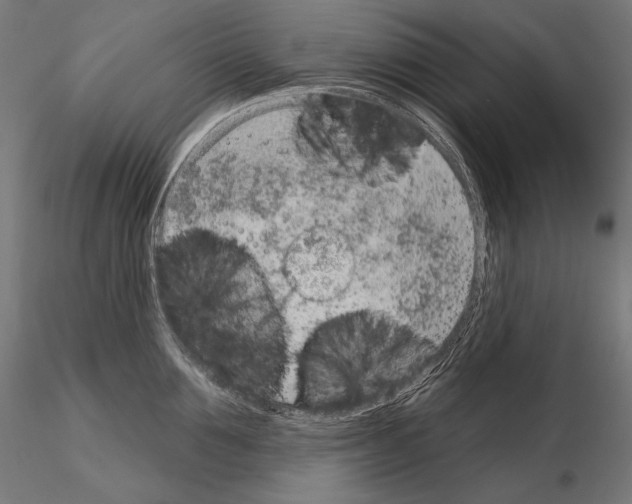 X0000115070907200912081145