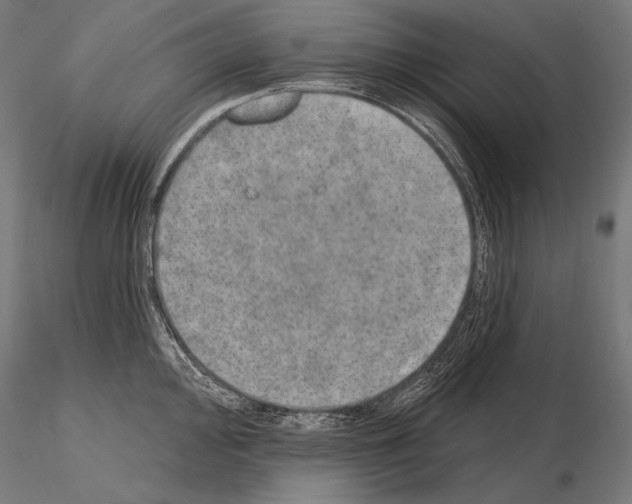 X0000115071000200912081143
