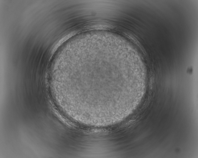X0000115071026200912081143