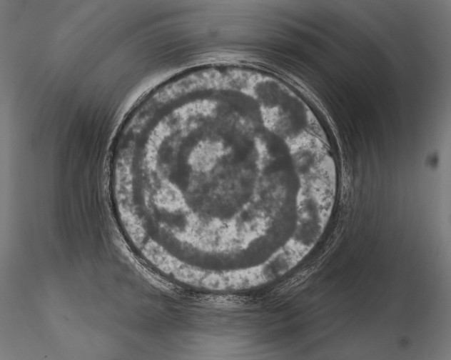 X0000115071045200912081143