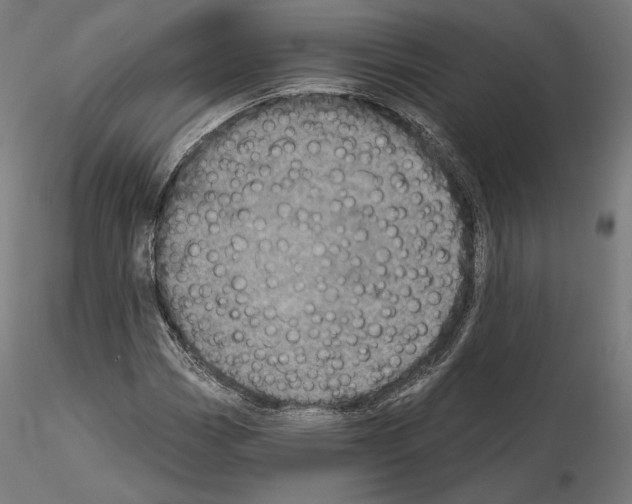 X0000115071113200912081141