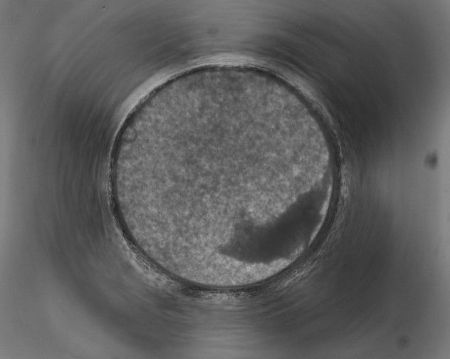 X0000115071229200912081140