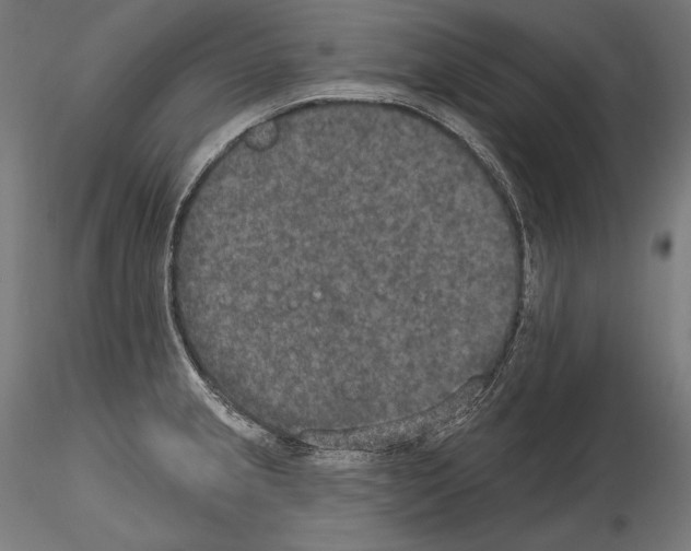 X0000115071237200912081140