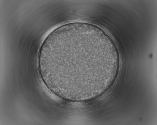 X0000115071246200912081140