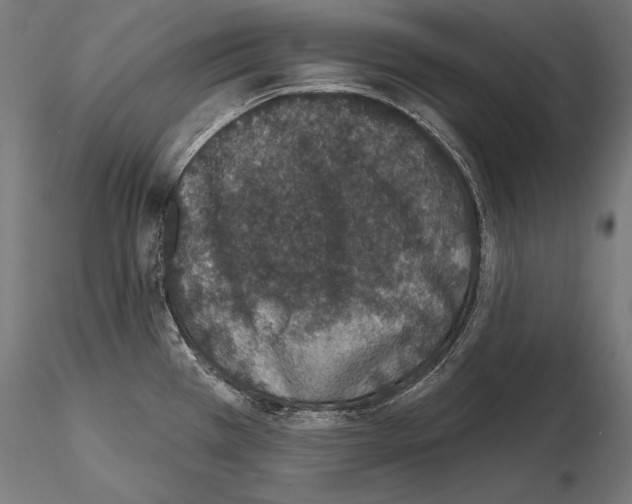 X0000115071385200912081138