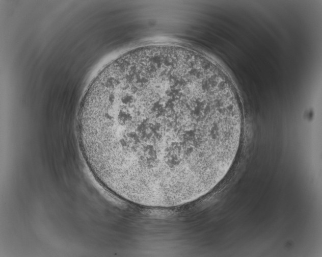 X0000115071429200912081137