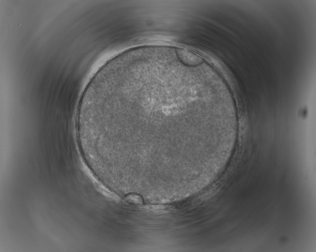 X0000115071432200912081137
