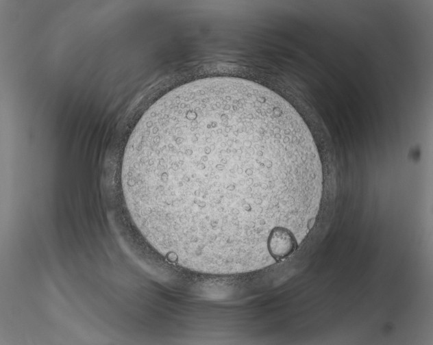 X0000115080171200912081220