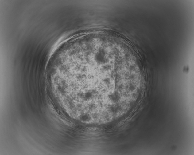 X0000115080198200912081219