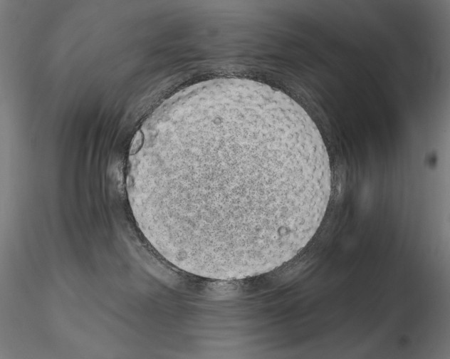 X0000115080238200912081219