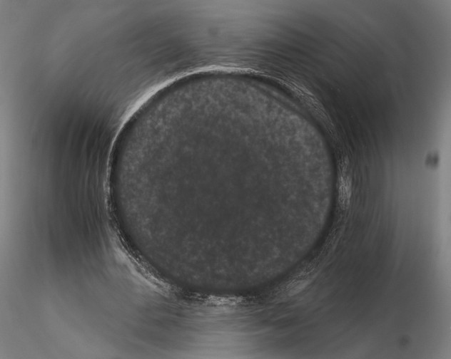 X0000115080484200912081215