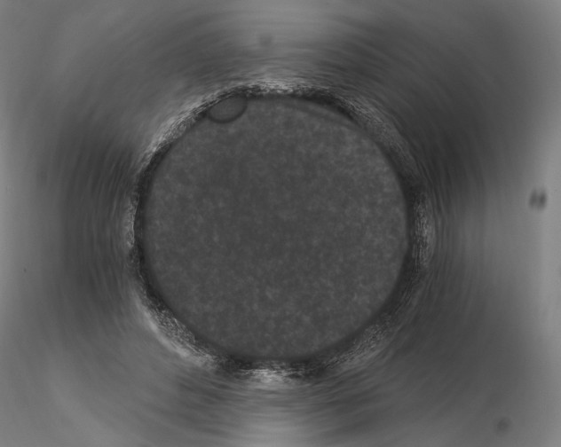 X0000115080496200912081215