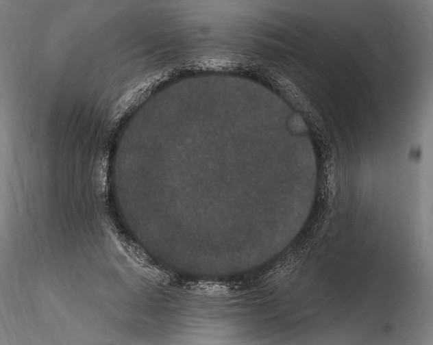 X0000115080640200912081212