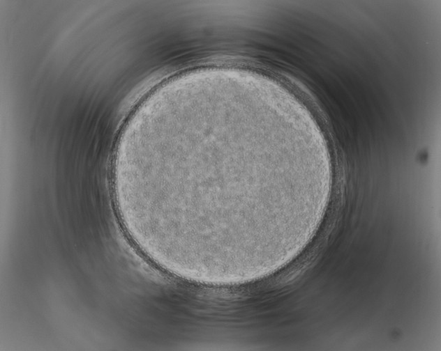 X0000115080855200912081209