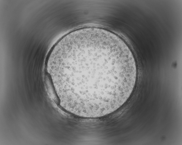 X0000115080902200912081208