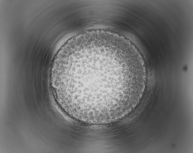 X0000115080906200912081208