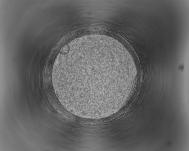 X0000115081106200912081205