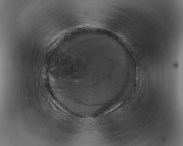 X0000115081110200912081205